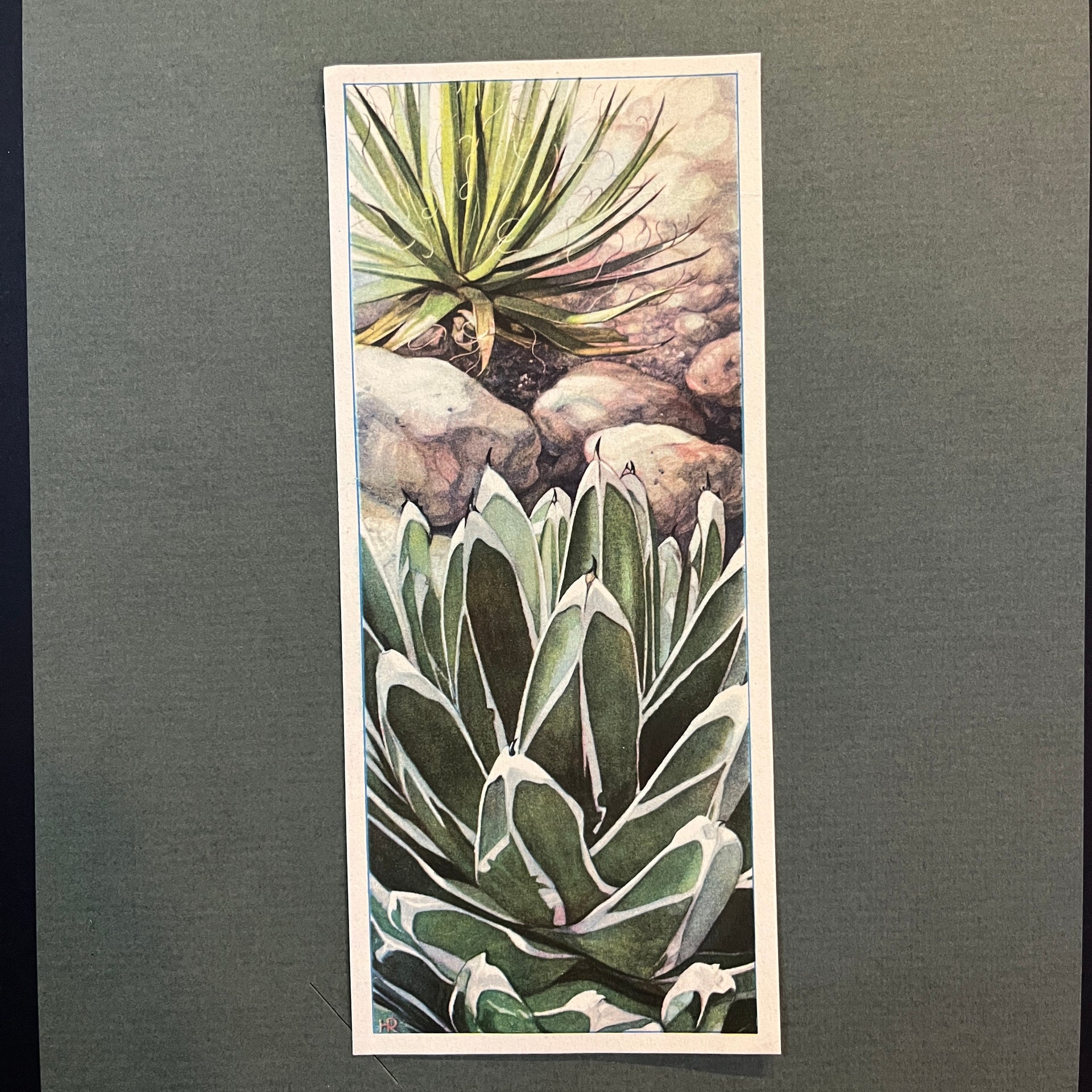 Königinnen-Agave und Faden-Agave. Aus dem Verkade-Album „Succulents“ v – De  wereld van Kant