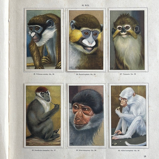 6 Verkade plaatjes Apen en hoefdieren in Artis 1940 (25-30)