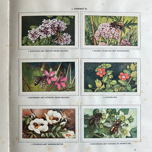 6 Verkade plaatjes De bloemen en haar vrienden 1934 (1-6)
