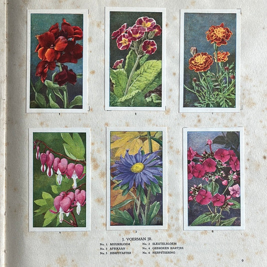 6 Verkade plaatjes De bloemen in onze tuin 1926 (1-6)