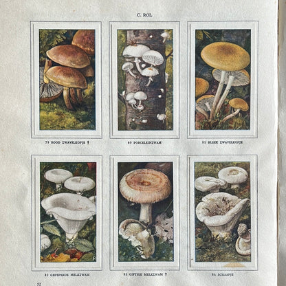 6 Verkade plates Mushrooms 1929 (79-84)