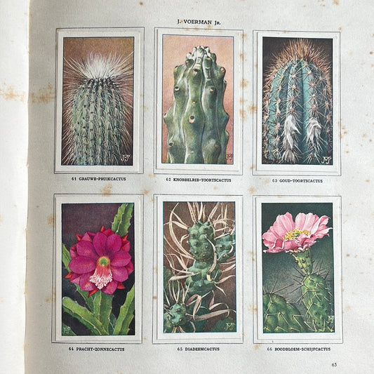 6 Verkade pictures Cacti 1931 (61-66)