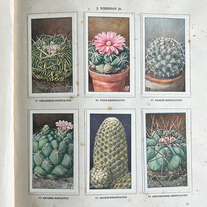 6 Verkade plaatjes Cactussen 1931 (79-84)