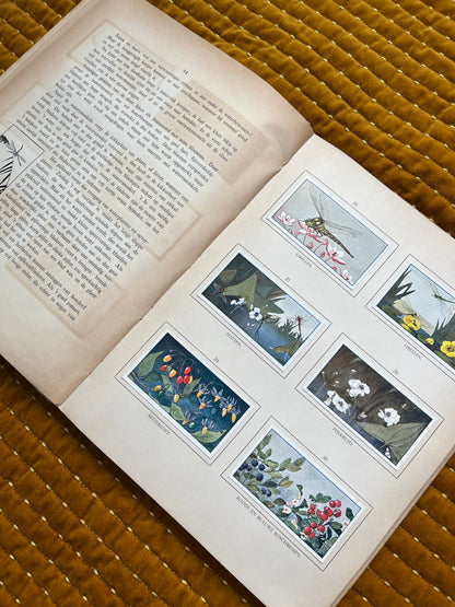 Zomer Verkade Plaatjesalbum 1908 (tweede druk)