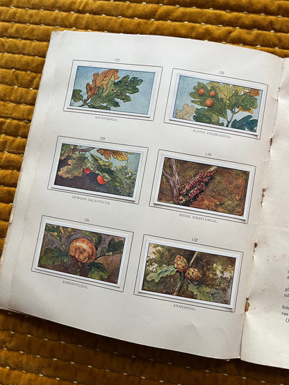 Herfst Verkade Plaatjesalbum 1910