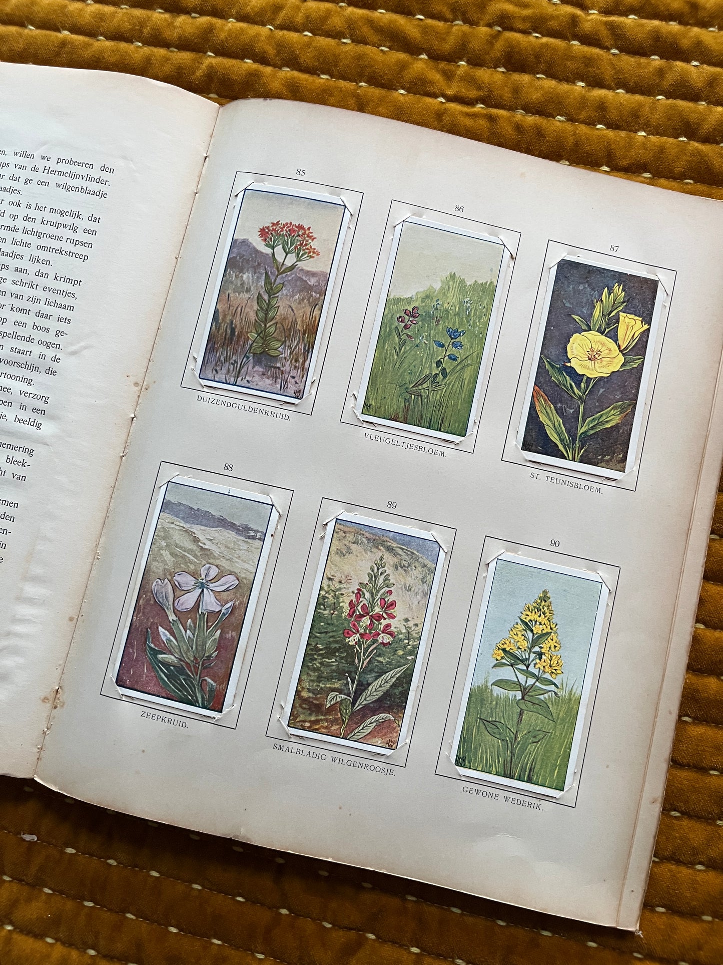 Zomer Verkade Plaatjesalbum 1907