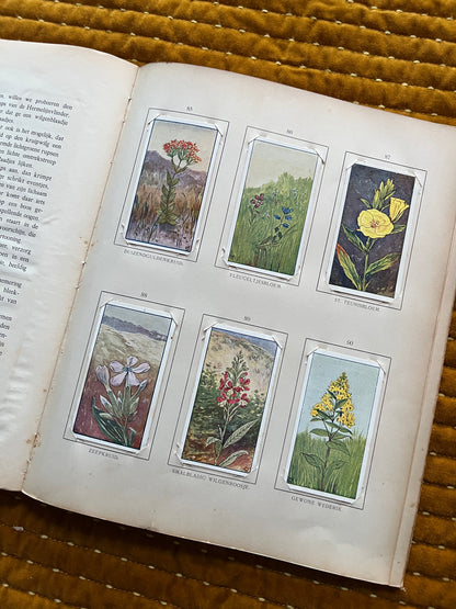 Zomer Verkade Plaatjesalbum 1907