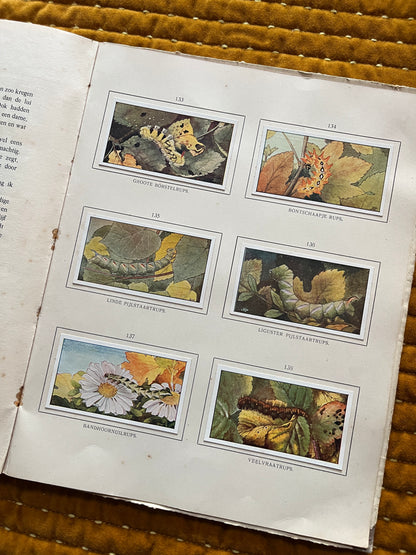 Herfst Verkade Plaatjesalbum 1910