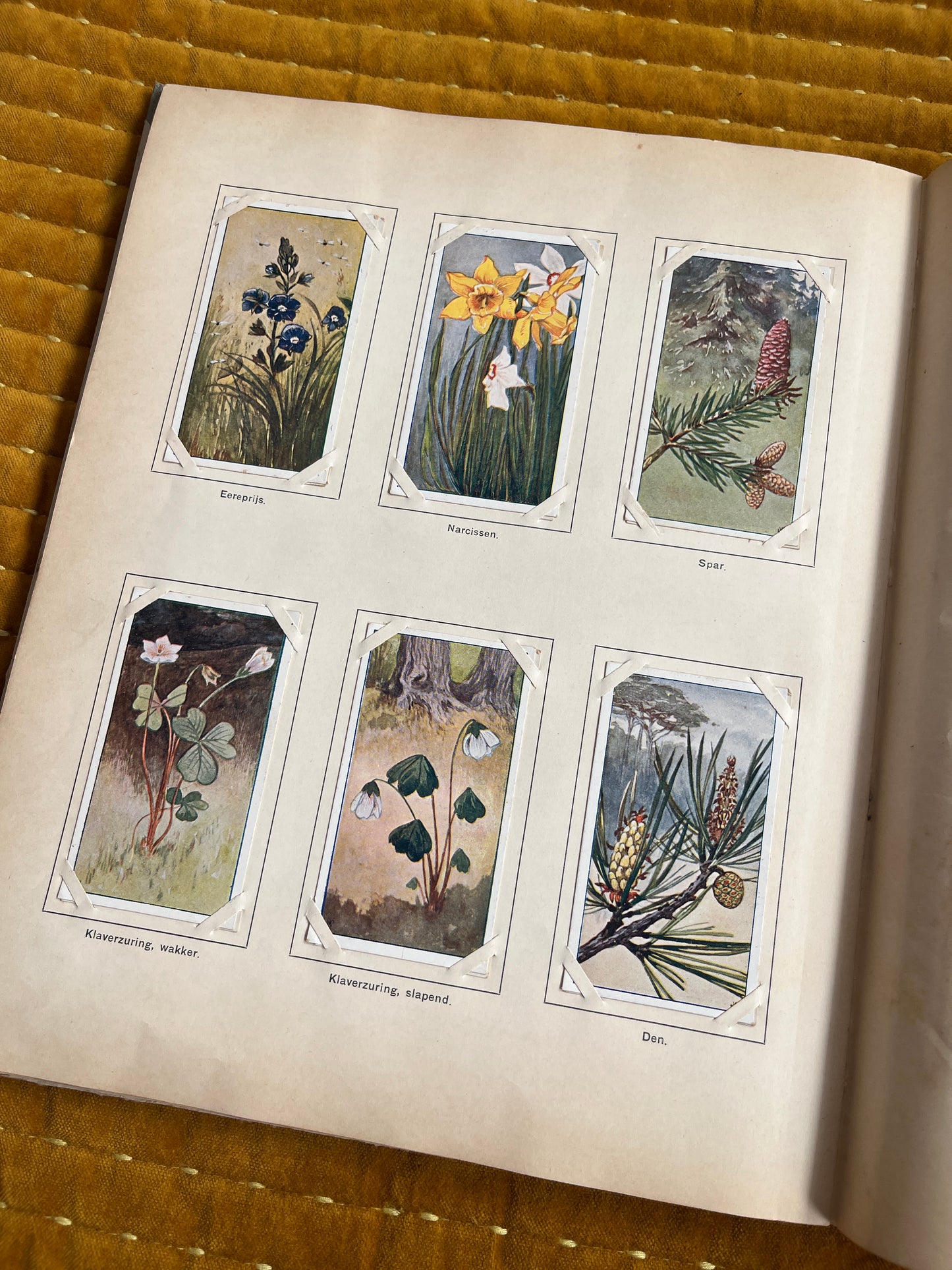 Lente Verkade Plaatjesalbum 1906