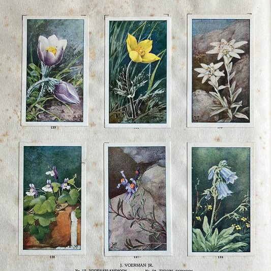 6 Verkade plaatjes De bloemen in onze tuin 1926 (133-138)