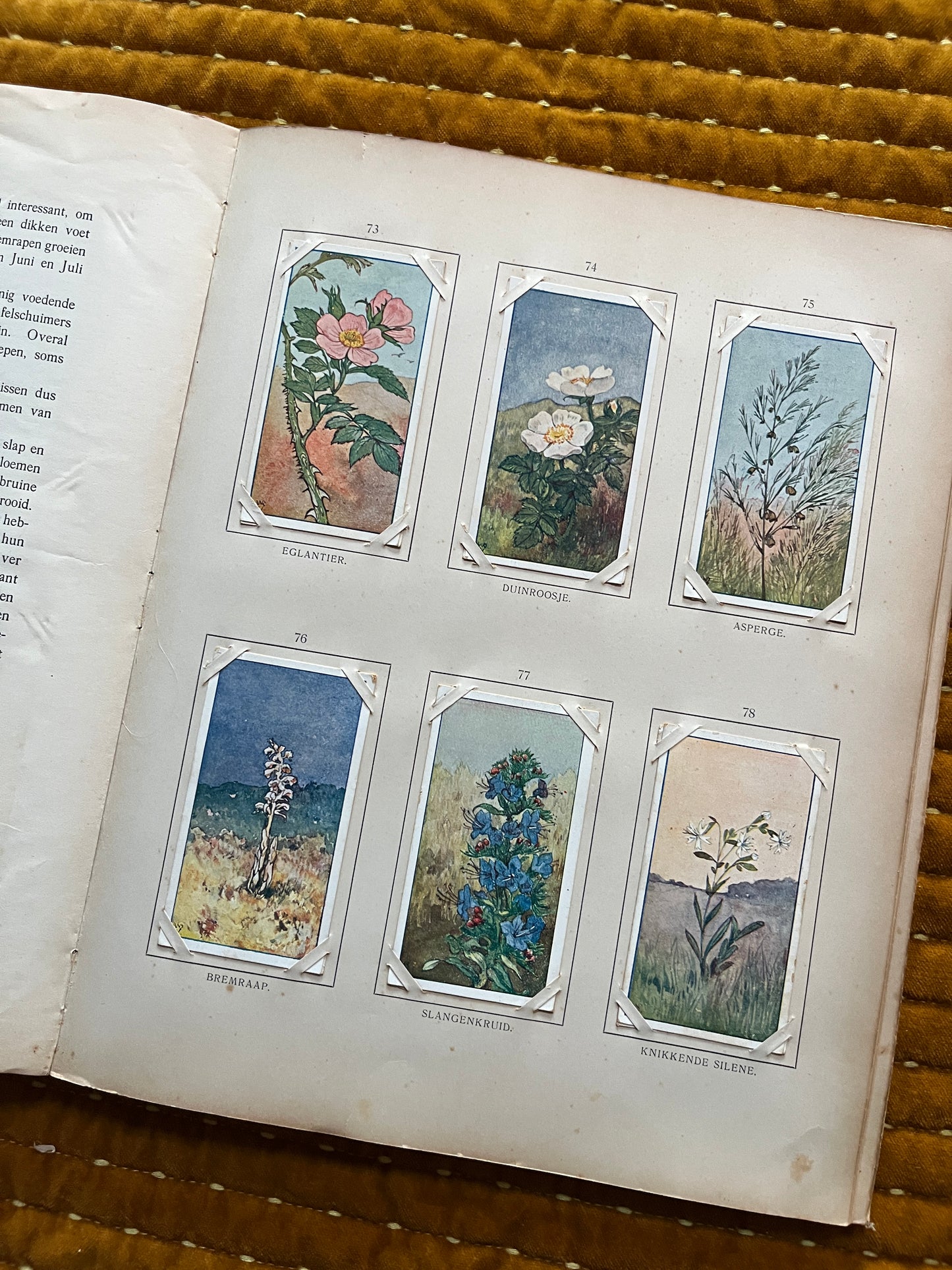 Zomer Verkade Plaatjesalbum 1907