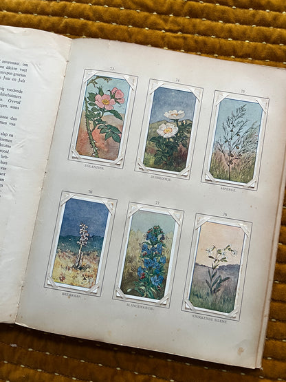 Zomer Verkade Plaatjesalbum 1907