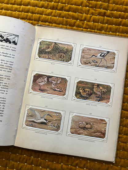 Blonde Duinen Verkade Plaatjesalbum 1910