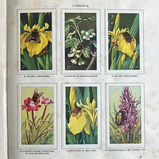 6 Verkade plaatjes De bloemen en haar vrienden 1934 (25-30)