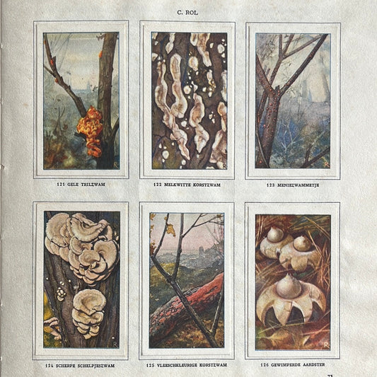 6 Verkade plaatjes Paddenstoelen 1929 (121-126)