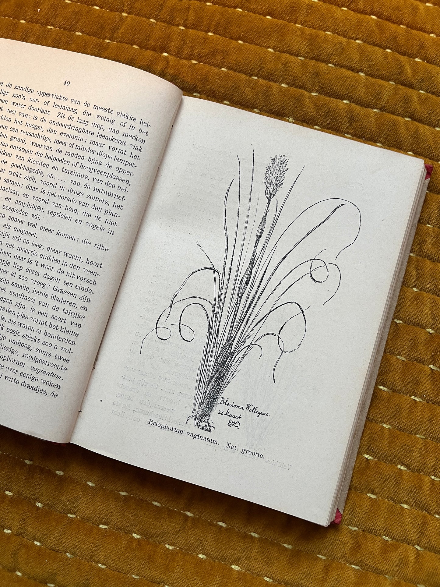 Hei en Dennen (1903)