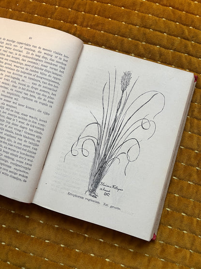 Hei en Dennen (1903)