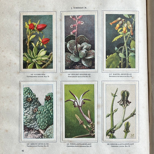 6 Verkade plaatjes Vetplanten 1932 (115-120)
