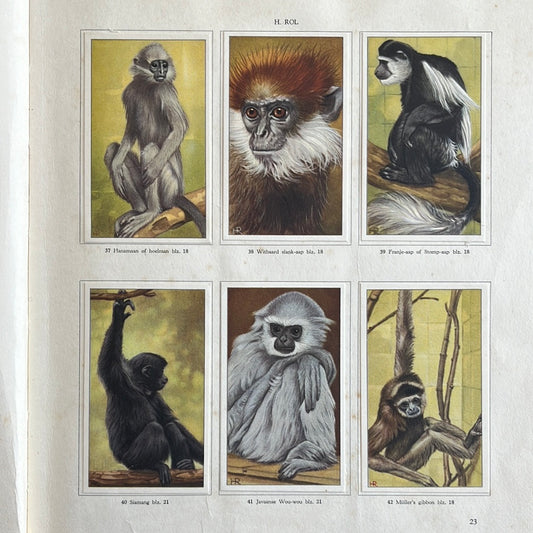 6 Verkade plaatjes Apen en hoefdieren in Artis 1940 (37-42)