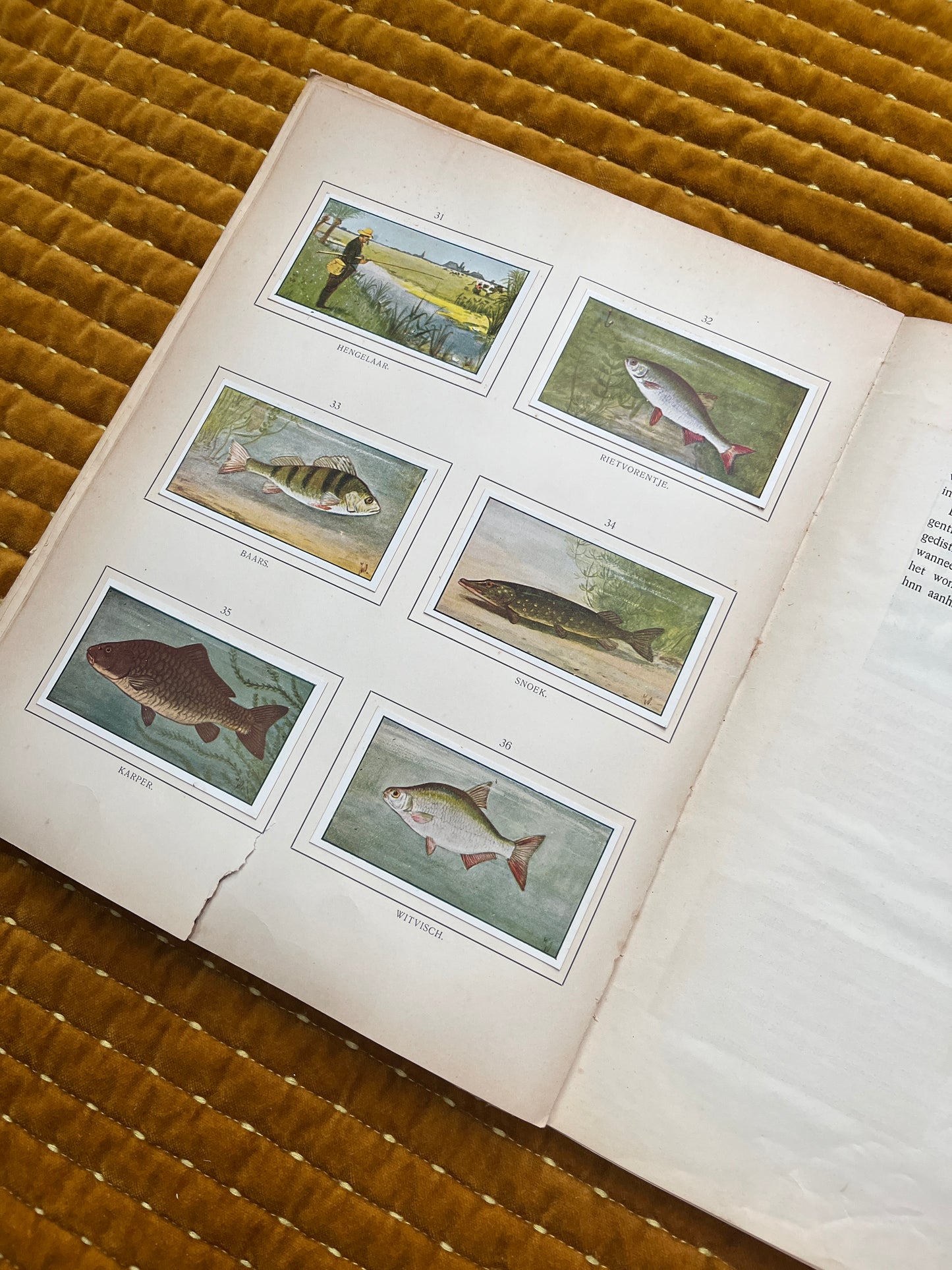 Zomer Verkade Plaatjesalbum 1907 (derde druk)