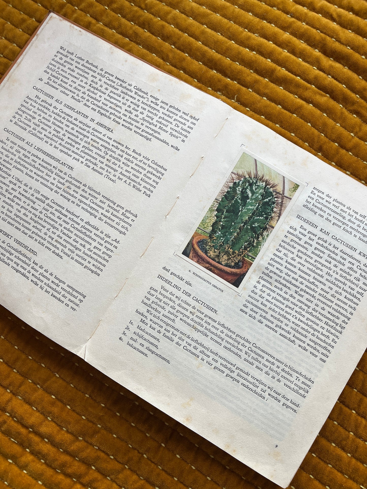 Cactus-Album Plaatjesalbum