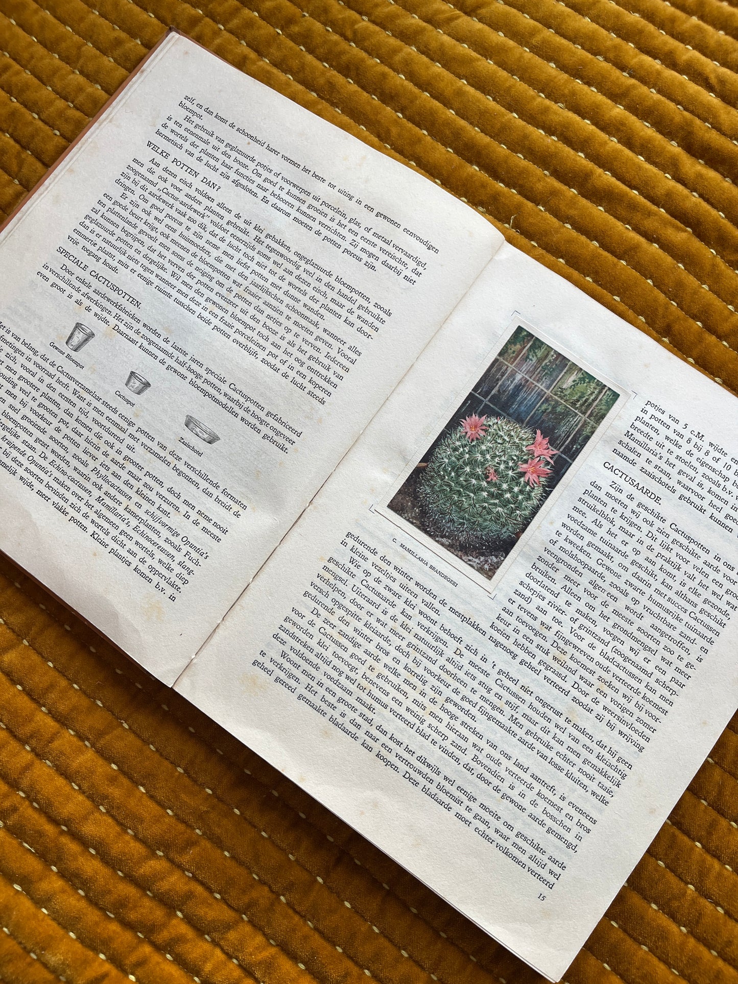 Cactus-Album Plaatjesalbum
