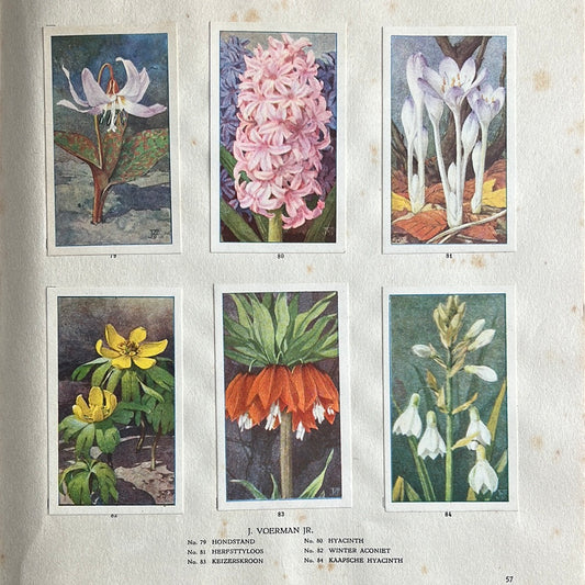 6 Verkade pictures The flowers in our garden 1926 (79-84)