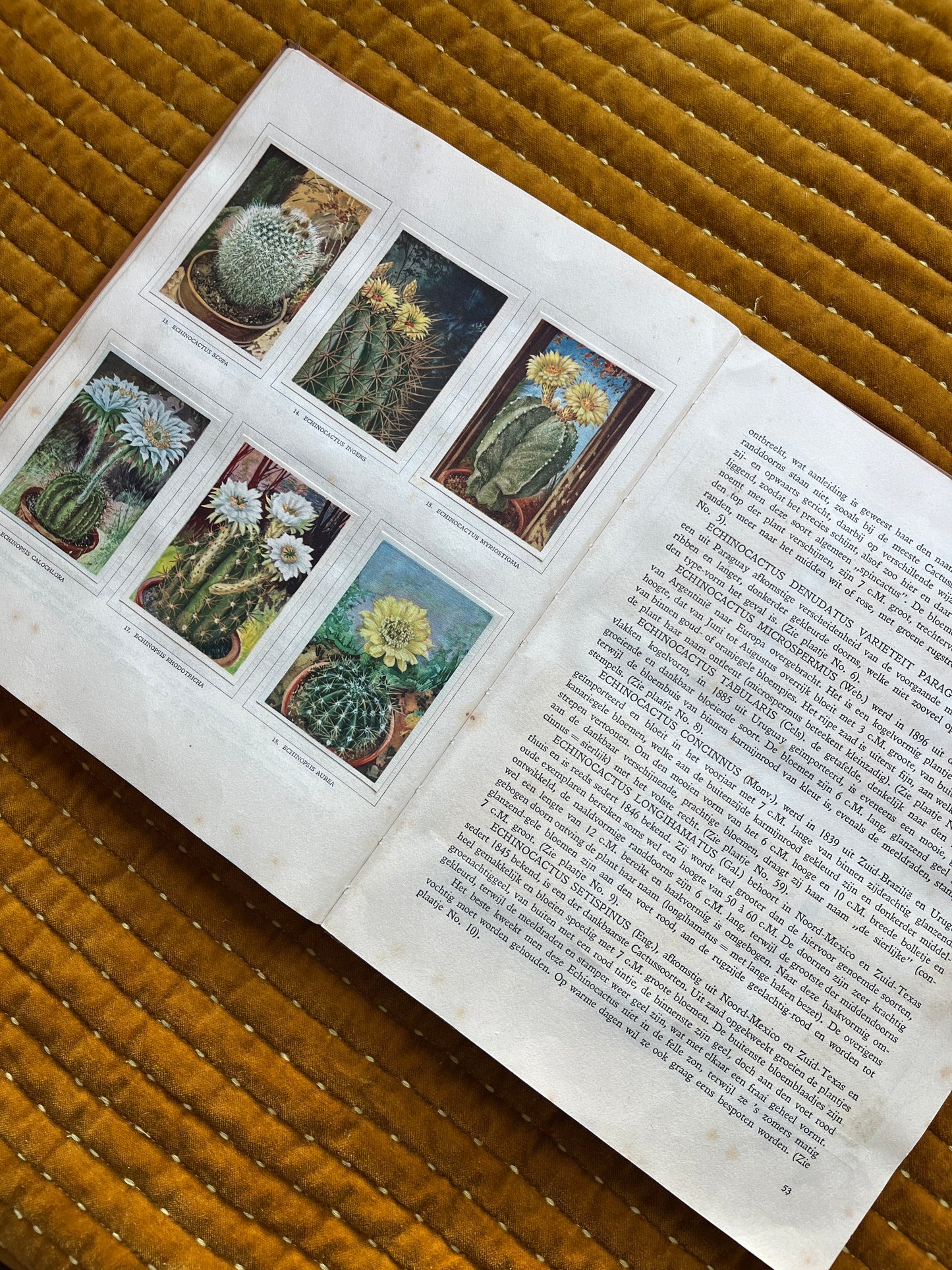 Cactus-Album Plaatjesalbum