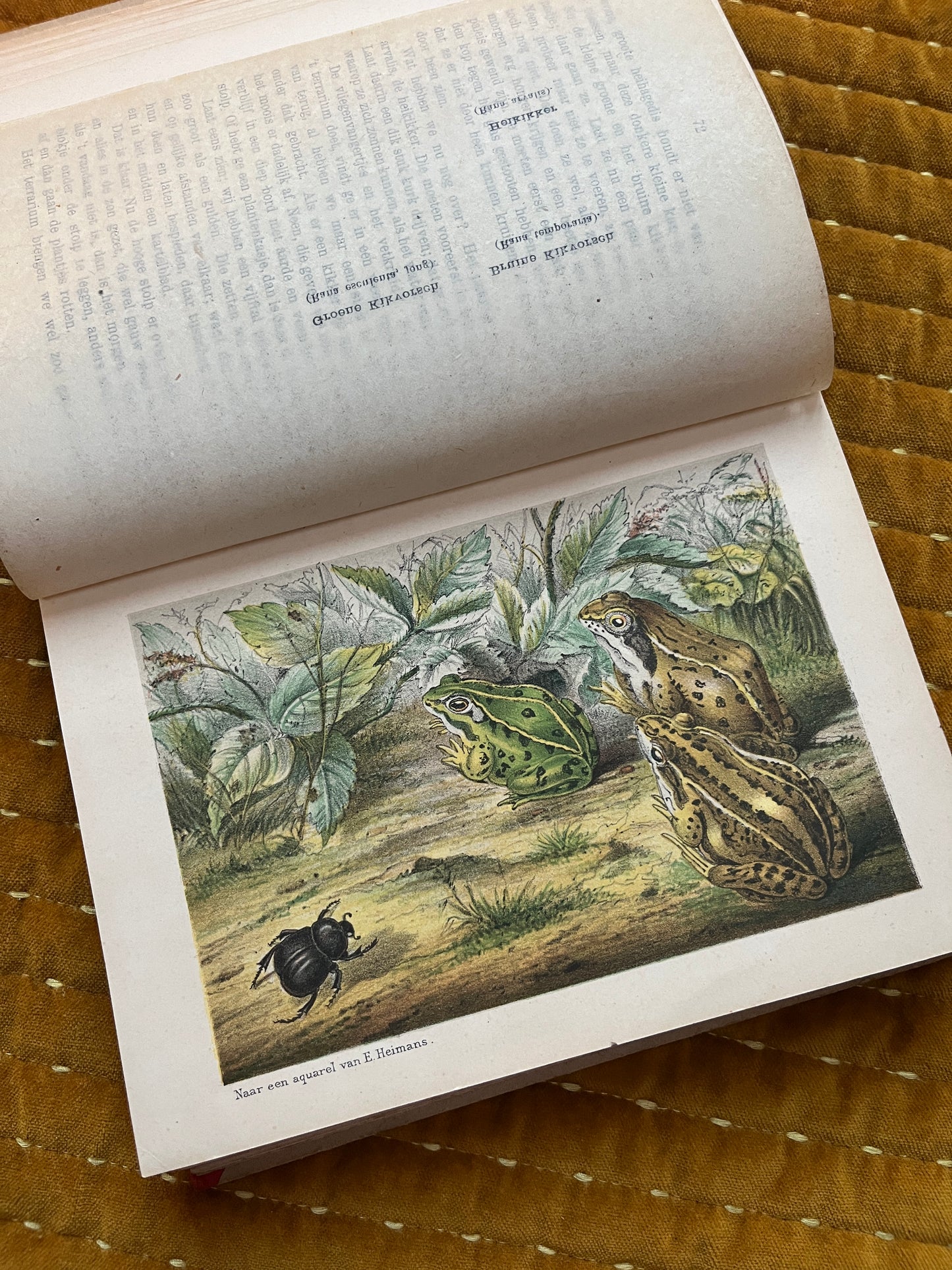 Hei en Dennen (1903)