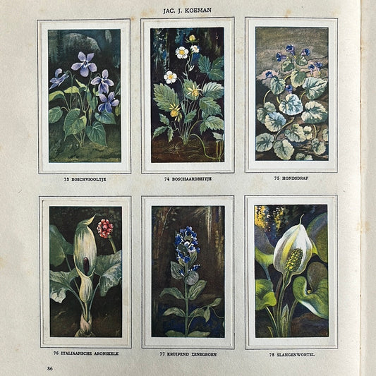 6 Verkade plaatjes Zeewateraquarium en terrarium 1930 (73-78)