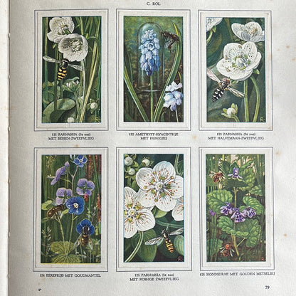 6 Verkade-Bilder Die Blumen und ihre Freunde 1934 (121-126)