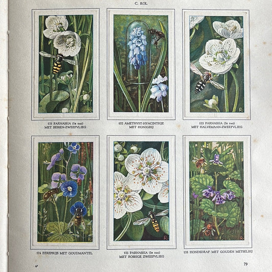 6 Verkade-Bilder Die Blumen und ihre Freunde 1934 (121-126)