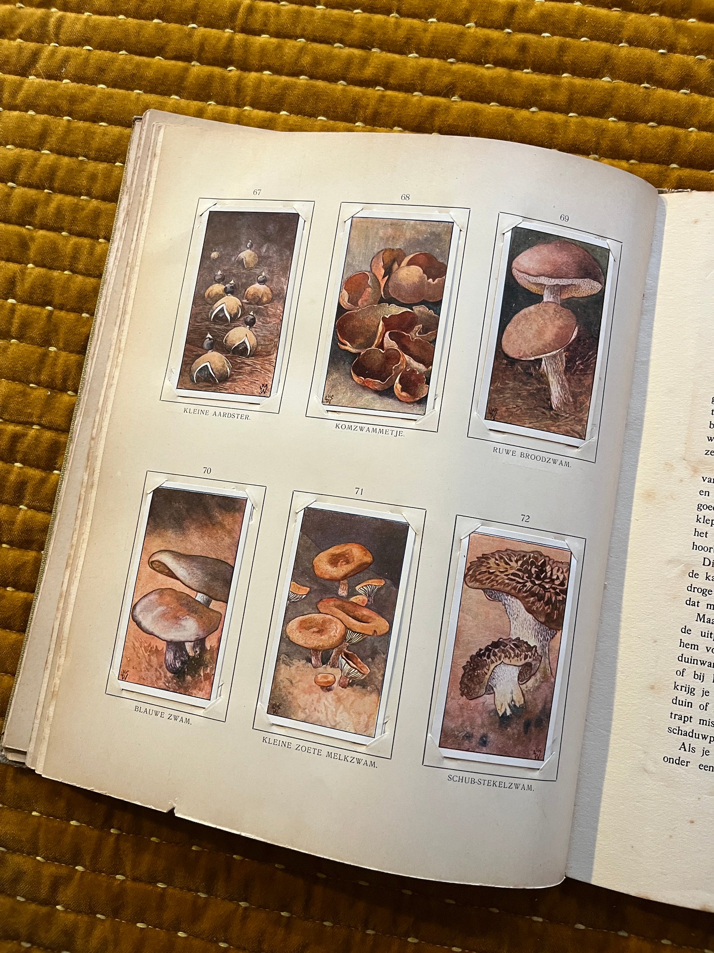 Blonde Duinen Verkade Plaatjesalbum 1910