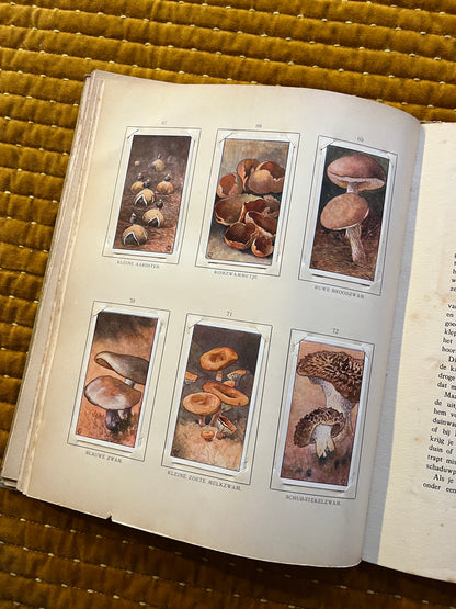 Blonde Duinen Verkade Plaatjesalbum 1910