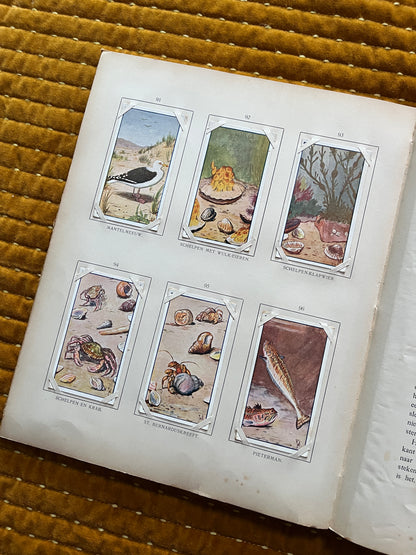 Zomer Verkade Plaatjesalbum 1907