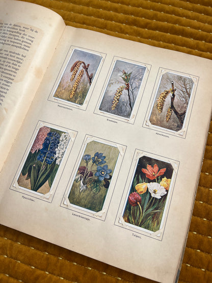 Lente Verkade Plaatjesalbum 1906