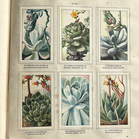 6 Verkade plaatjes Vetplanten 1932 (109-114)