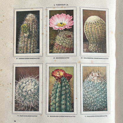 6 Verkade pictures Cacti 1931 (67-72)