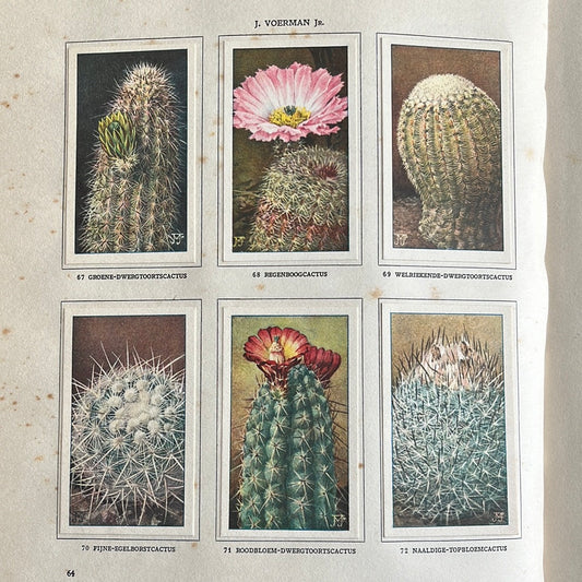 6 Verkade plaatjes Cactussen 1931 (67-72)