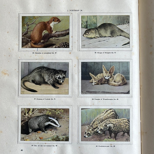 6 Verkade-Bilder Tierleben in Artis 1939 (55-60)
