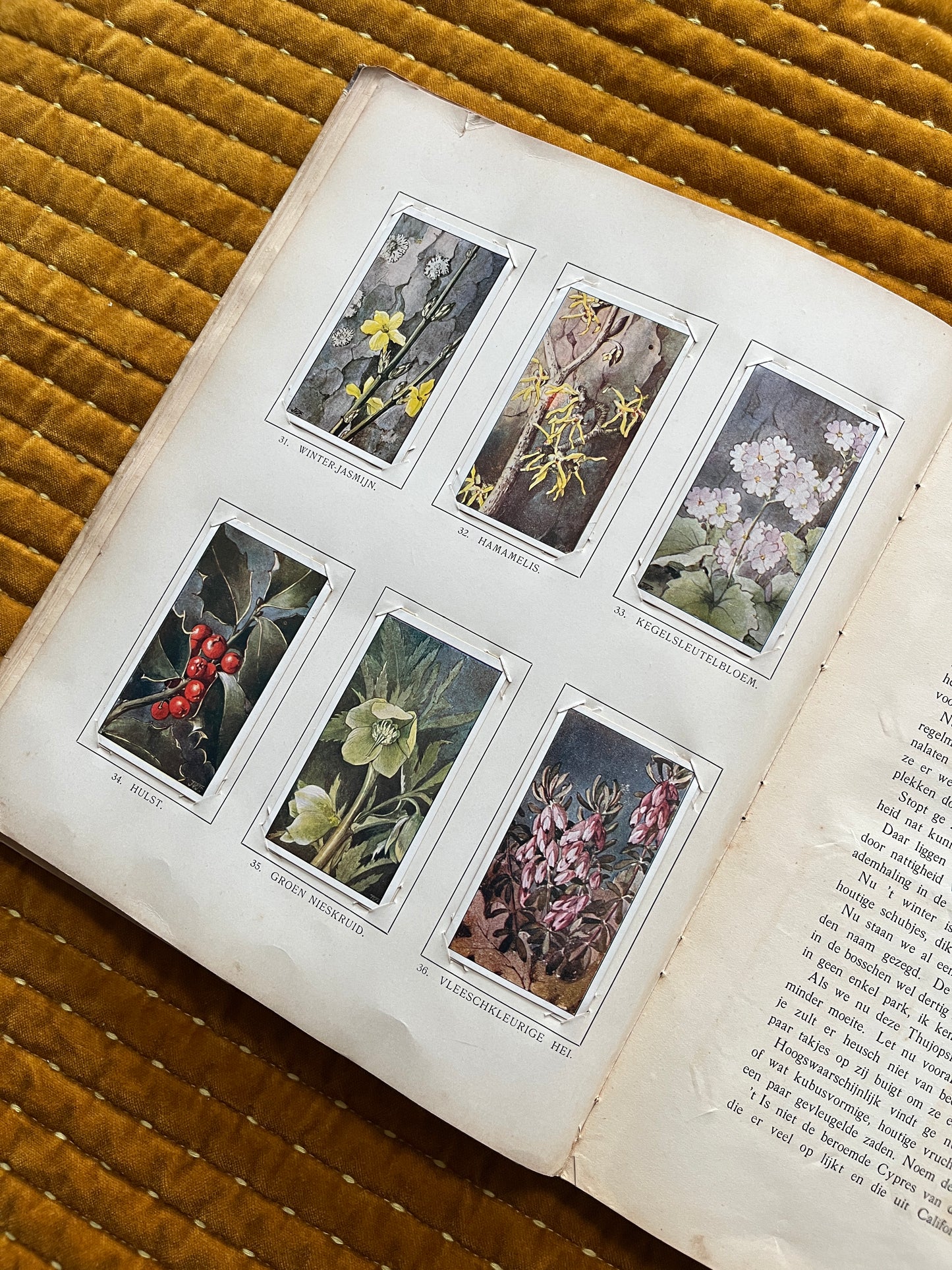 Winter Verkade Plaatjesalbum 1909