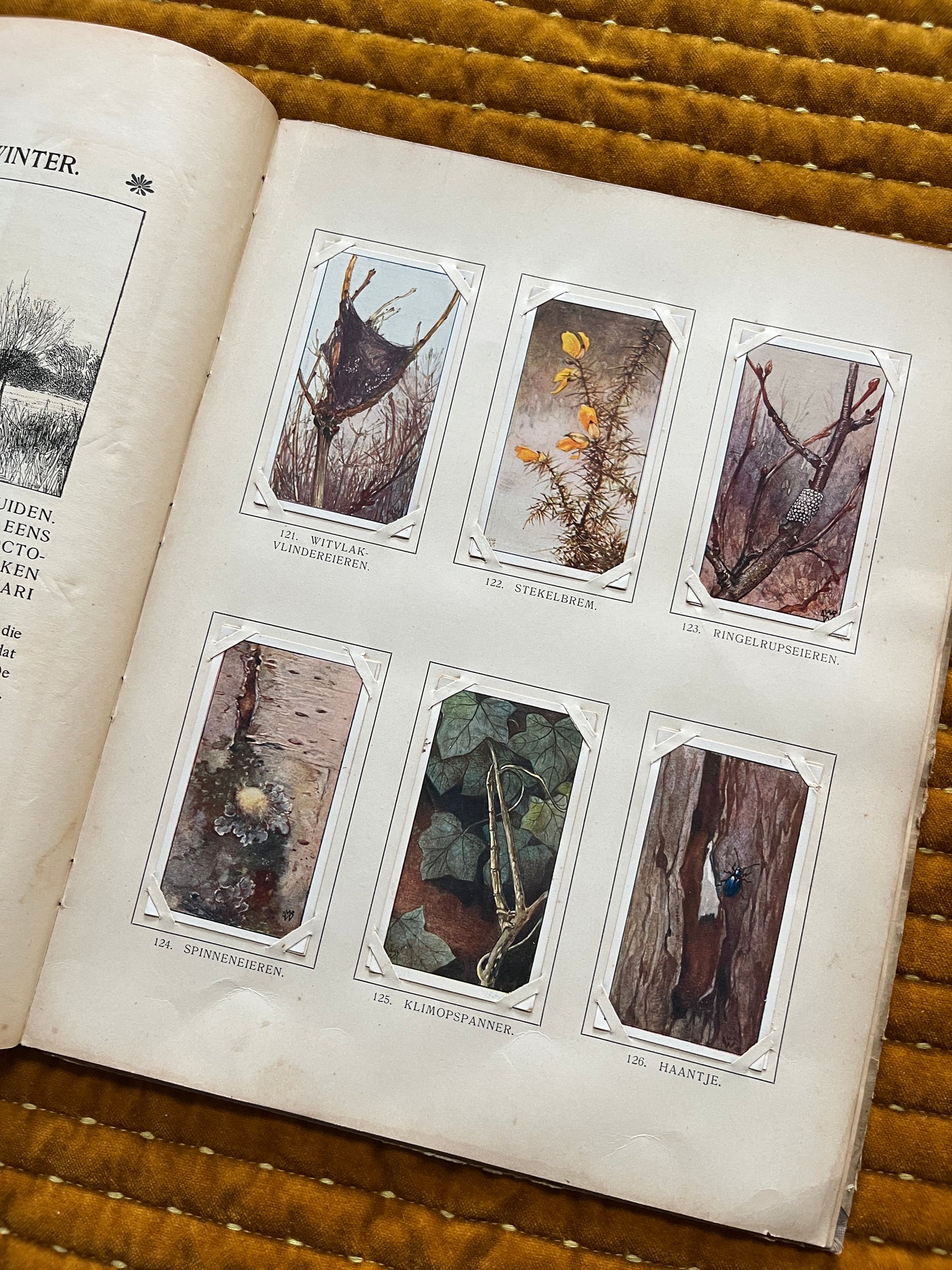 Winter Verkade Plaatjesalbum 1909