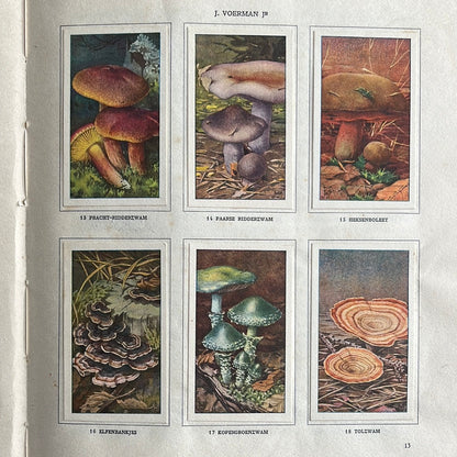 6 Verkade pictures Mushrooms 1929 (13-18)
