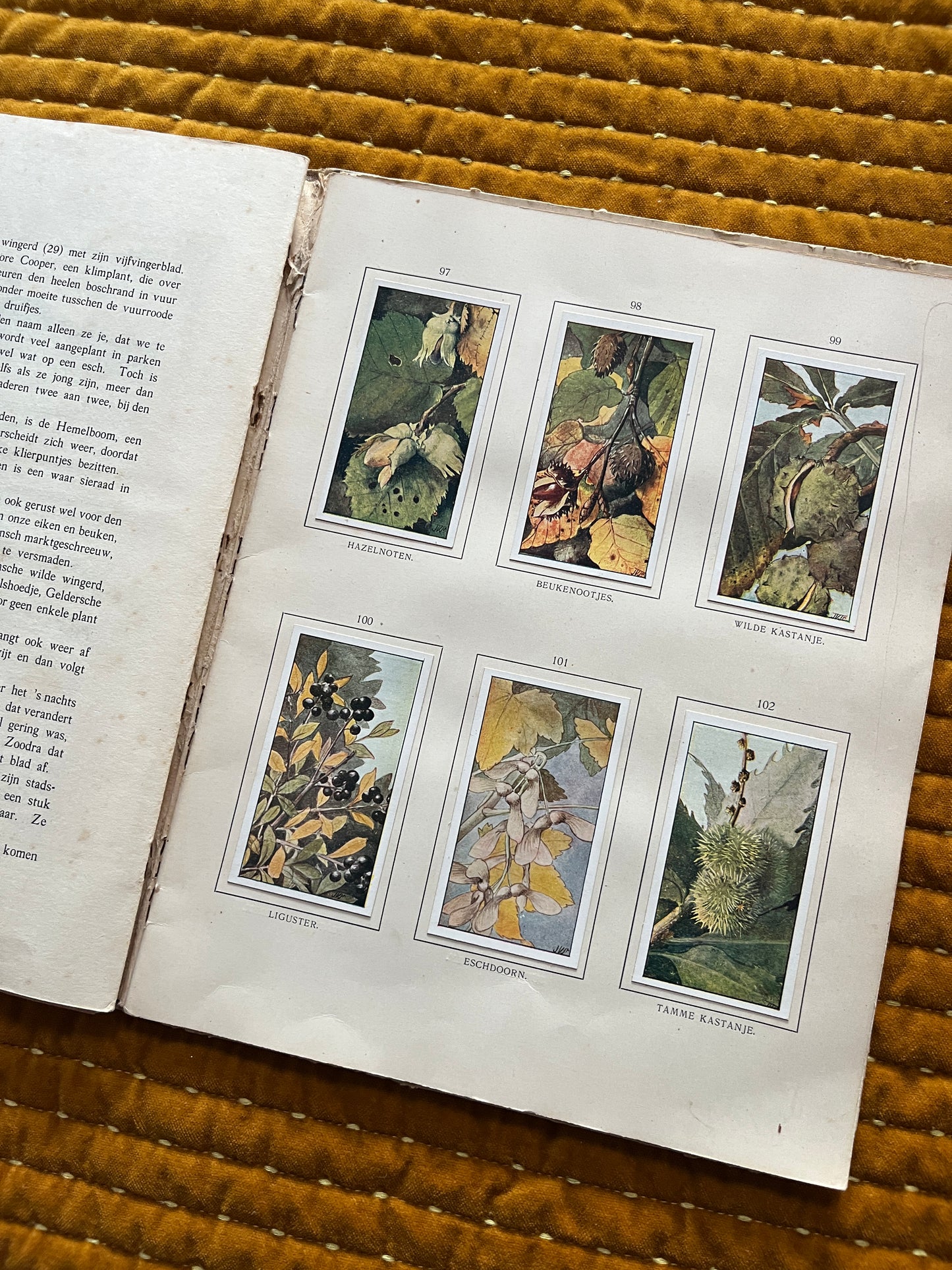 Herfst Verkade Plaatjesalbum 1910