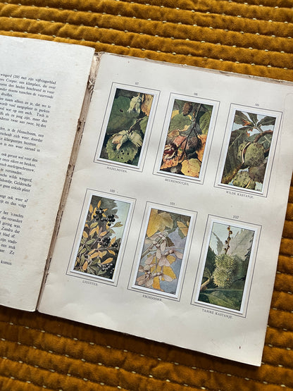 Herfst Verkade Plaatjesalbum 1910