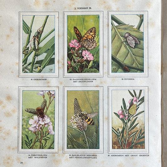6 Verkade plaatjes De bloemen en haar vrienden 1934 (31-36)