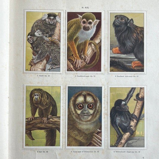6 Verkade plaatjes Apen en hoefdieren in Artis 1940 (1-6)
