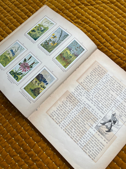 Zomer Verkade Plaatjesalbum 1908 (tweede druk)