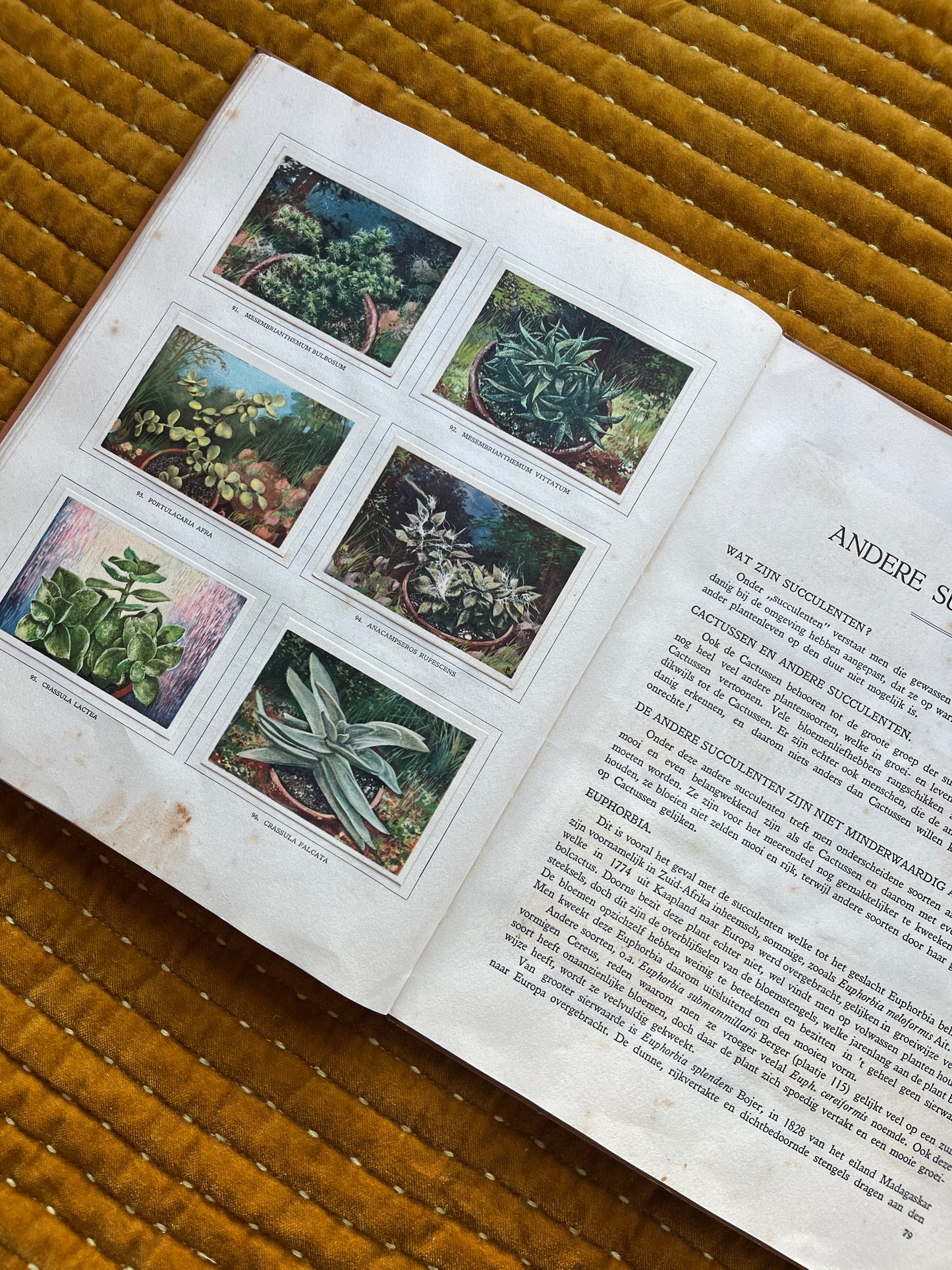 Cactus-Album Plaatjesalbum