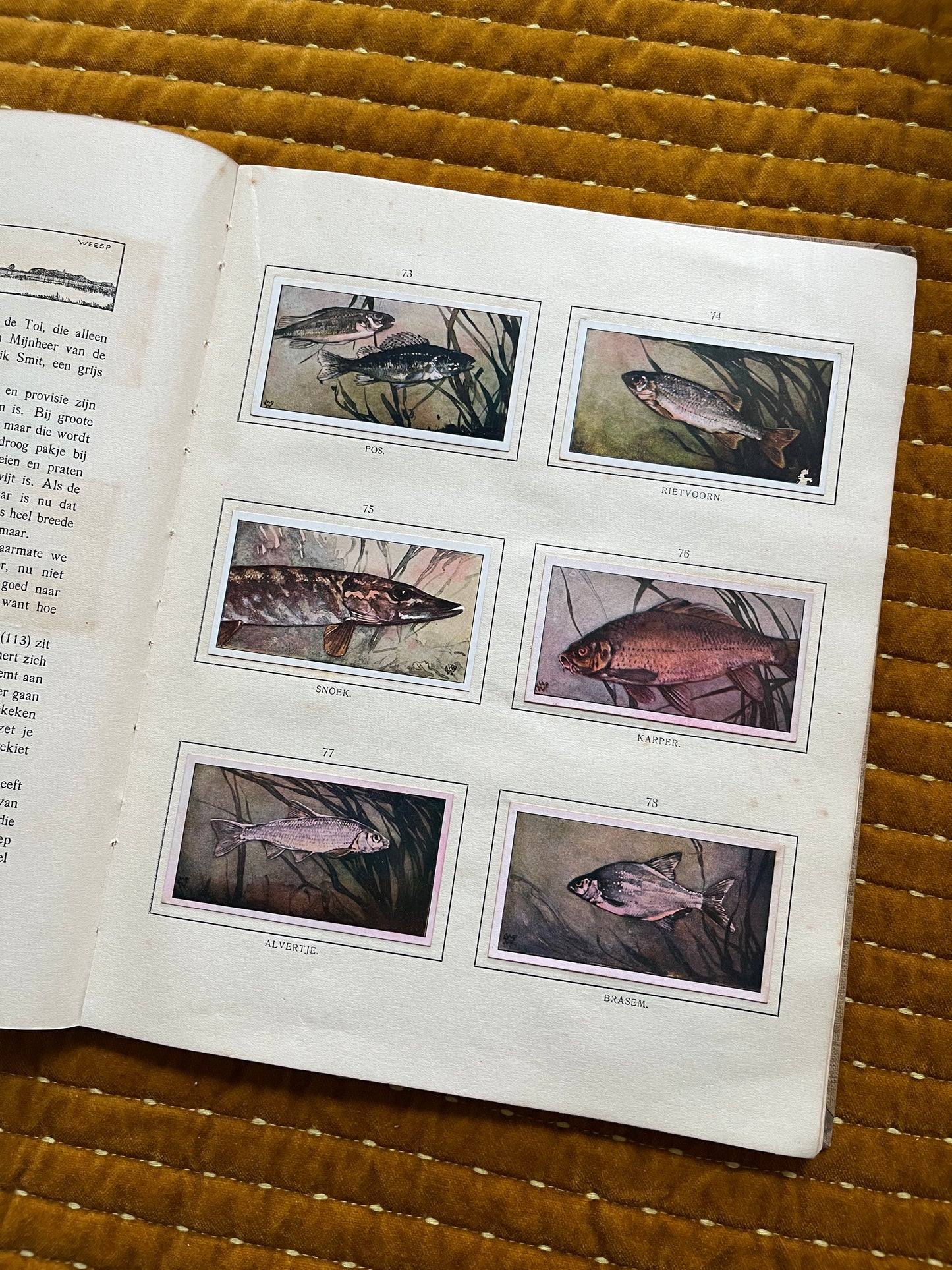 Das Naardermeer Verkade-Bilderalbum 1912